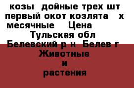 козы  дойные трех шт.первый окот,козлята 2-х месячные  › Цена ­ 5 000 - Тульская обл., Белевский р-н, Белев г. Животные и растения » Другие животные   